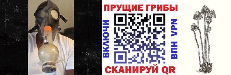 Псилоцибиновые грибы прущие грибы Бологое